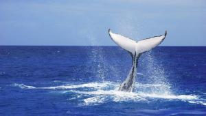 Whales off Moreton Island